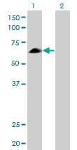 EYA2 Antibody (clone 2F8)