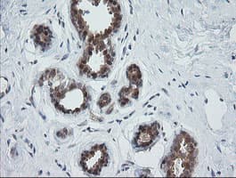 OTUB1 / OTU1 Antibody (clone OTI1E3)