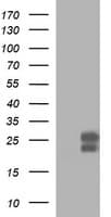 BID Antibody (clone OTI1G1)