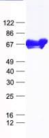Human N4BP2L2 Protein (Recombinant His, N-Terminal)