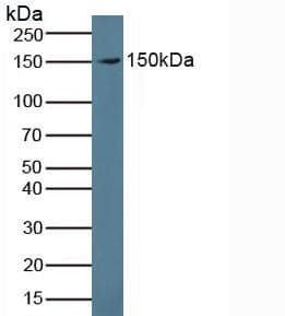 Proteoglycan 4 / Lubricin Antibody (aa1151-1241)