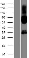 SH2D4B Protein (Over-Expression Lysate Myc-DDK (Flag))