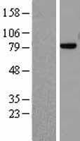 Human MRE11A / MRE11 Protein (Over-Expression Lysate Myc-DDK (Flag))