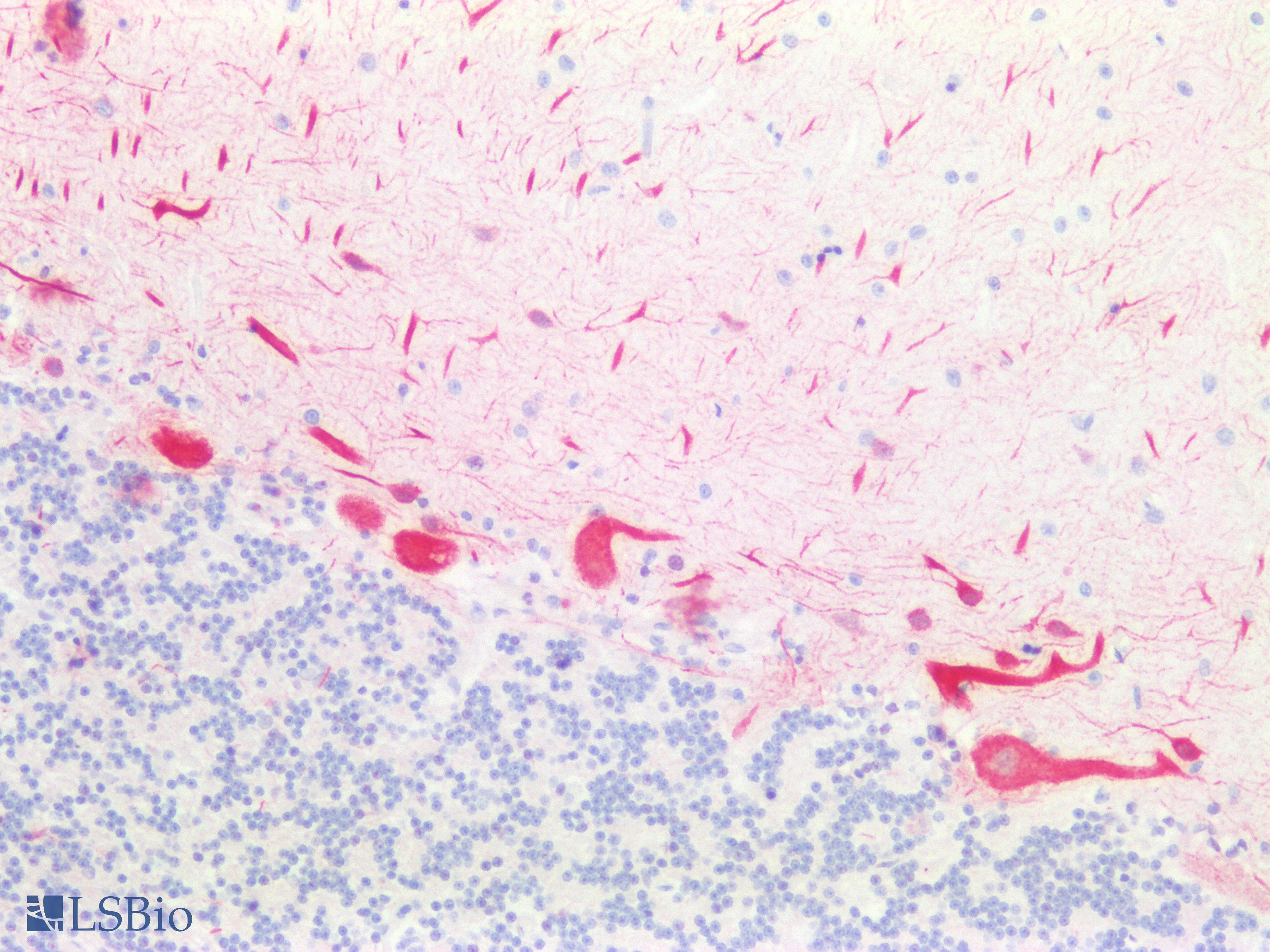 PathPlus™ SEZ6 / SEZ-6 Antibody (aa826-875)