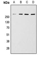 MTOR Antibody (C-Terminus)