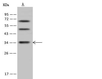 DIMT1L Antibody