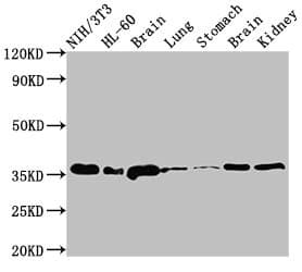 JUN / c-Jun Antibody