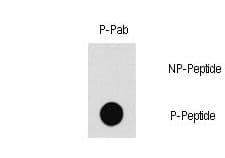 Polyclonal Rabbit anti-Human PAK1 Antibody (phospho-Thr212, WB)