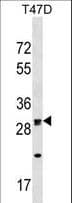 OR1M1 Antibody (aa280-308)