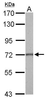 GAD1 / GAD67 Antibody (aa5-216)
