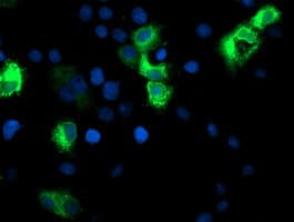 CYP2A6 Antibody (clone OTI5F8)