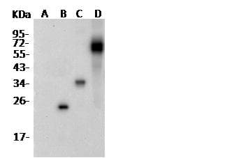 His Tag Antibody (Preservative Free)