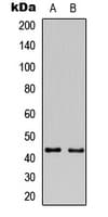 Polyclonal Rabbit anti-Human GAP43 Antibody (N-Terminus, IHC, IF, WB)