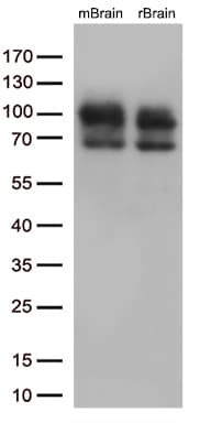 DLG4 / PSD95 Antibody (clone OTI12A5)