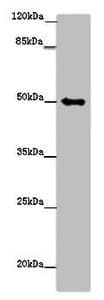 TUBG1 / Tubulin Gamma 1 Antibody