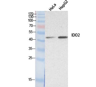 IDO2 / INDOL1 Antibody