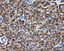 BAP / SIL1 Antibody (clone OTI1C4)