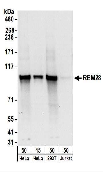 RBM28 Antibody (aa709-759)