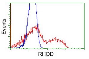 RHOD Antibody (clone OTI2F7, Carrier-free)