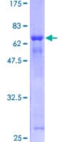 Human UBLCP1 Protein (Recombinant GST)