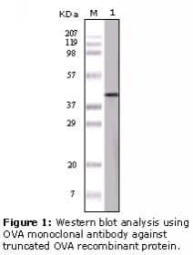 Ovalbumin Antibody (clone 3G2E1D9)