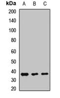 EMB/ Embigin Antibody