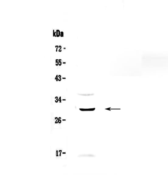 Polyclonal Rabbit anti-Human FFAR1 / GPR40 Antibody (WB)