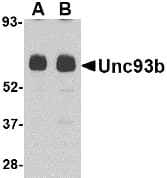 IHC-plus™ UNC93B / UNC93B1 Antibody