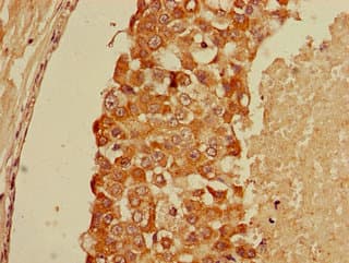 GFRA1 / GFR Alpha Antibody