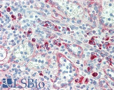 ERGIC-53 / LMAN1 Antibody (clone 1B8, Carrier-free)