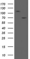 MIPEP Antibody (aa174-516, clone OTI3G4)
