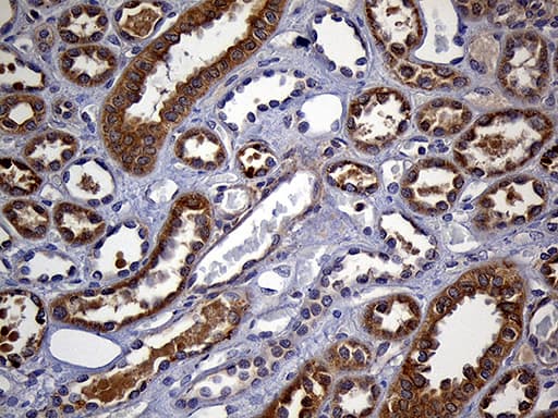 FAM54A / DUFD1 Antibody (clone OTI1A7)