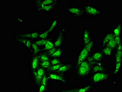 BBX Antibody