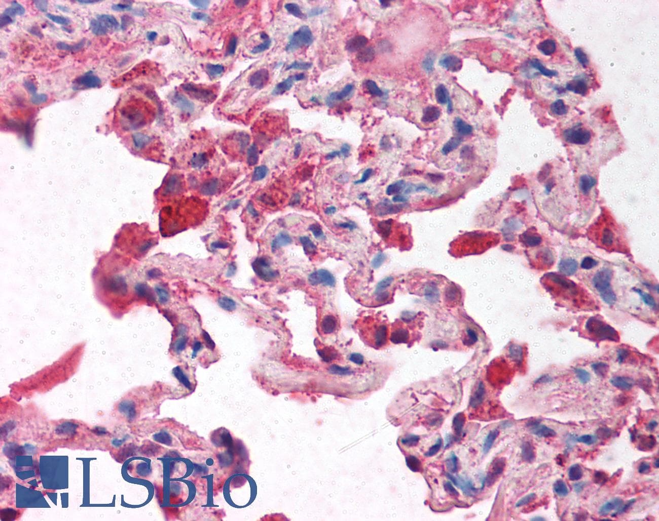 NCOR2 / SMRT Antibody (aa511-560, FITC)