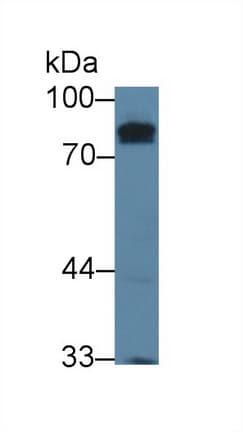 KEL / CD238 Antibody (aa49-358, Cy3)