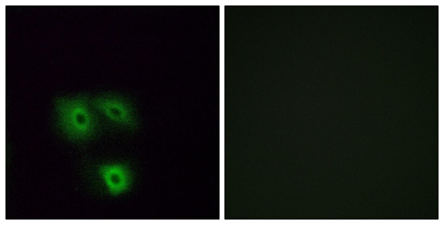 OR5H1 Antibody