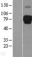 Human LILRB2 / ILT4 Protein (Over-Expression Lysate Myc-DDK (Flag))