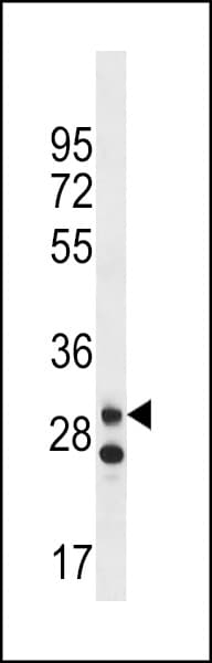LRRC3C Antibody (aa234-260)