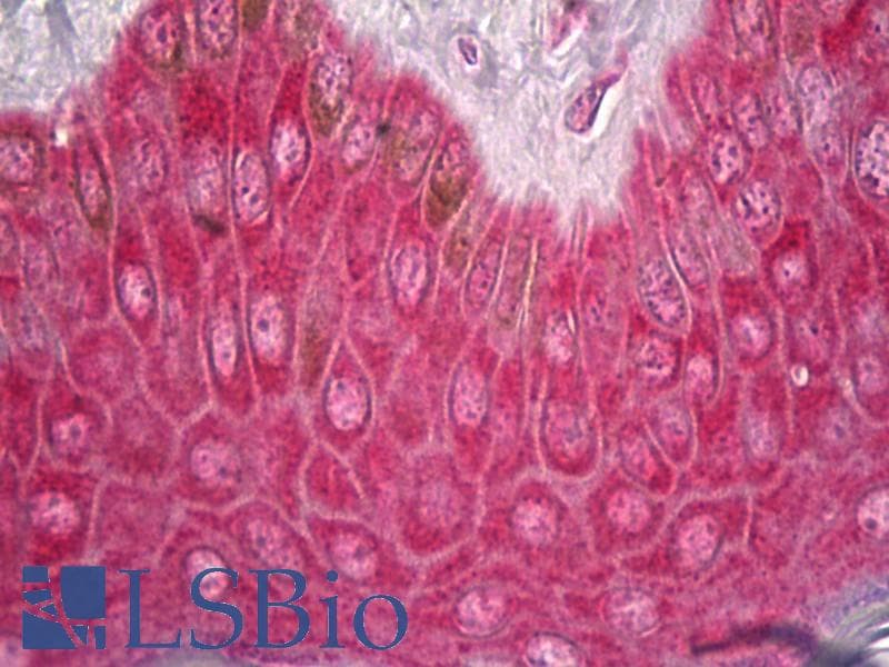 IHC-plus™ FOS / c-FOS Antibody (clone 1H8)