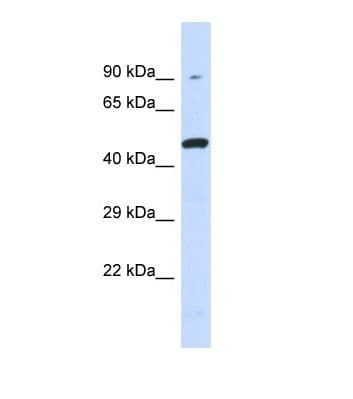 KIR3DL1 Antibody (aa151-200)