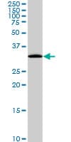 PITPNA Antibody (clone 4G10)
