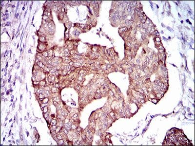 PDE1B Antibody (Amino Acid: 370-536, clone 5C4A3)