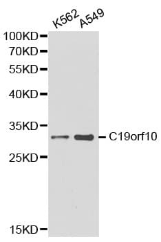 MYDGF / SF20 Antibody
