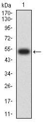 JAM2 Antibody (clone 6G1A11)