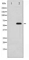 PTEN Antibody