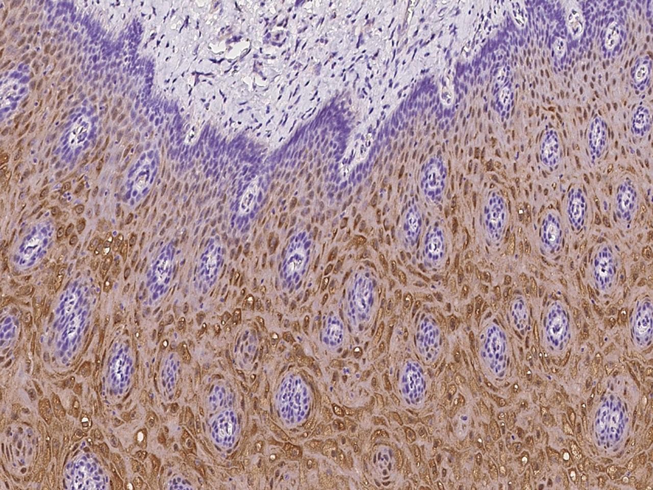 Polyclonal Rabbit anti-Human SULT2B1 / Sulfotransferase 2B1 Antibody (IHC)