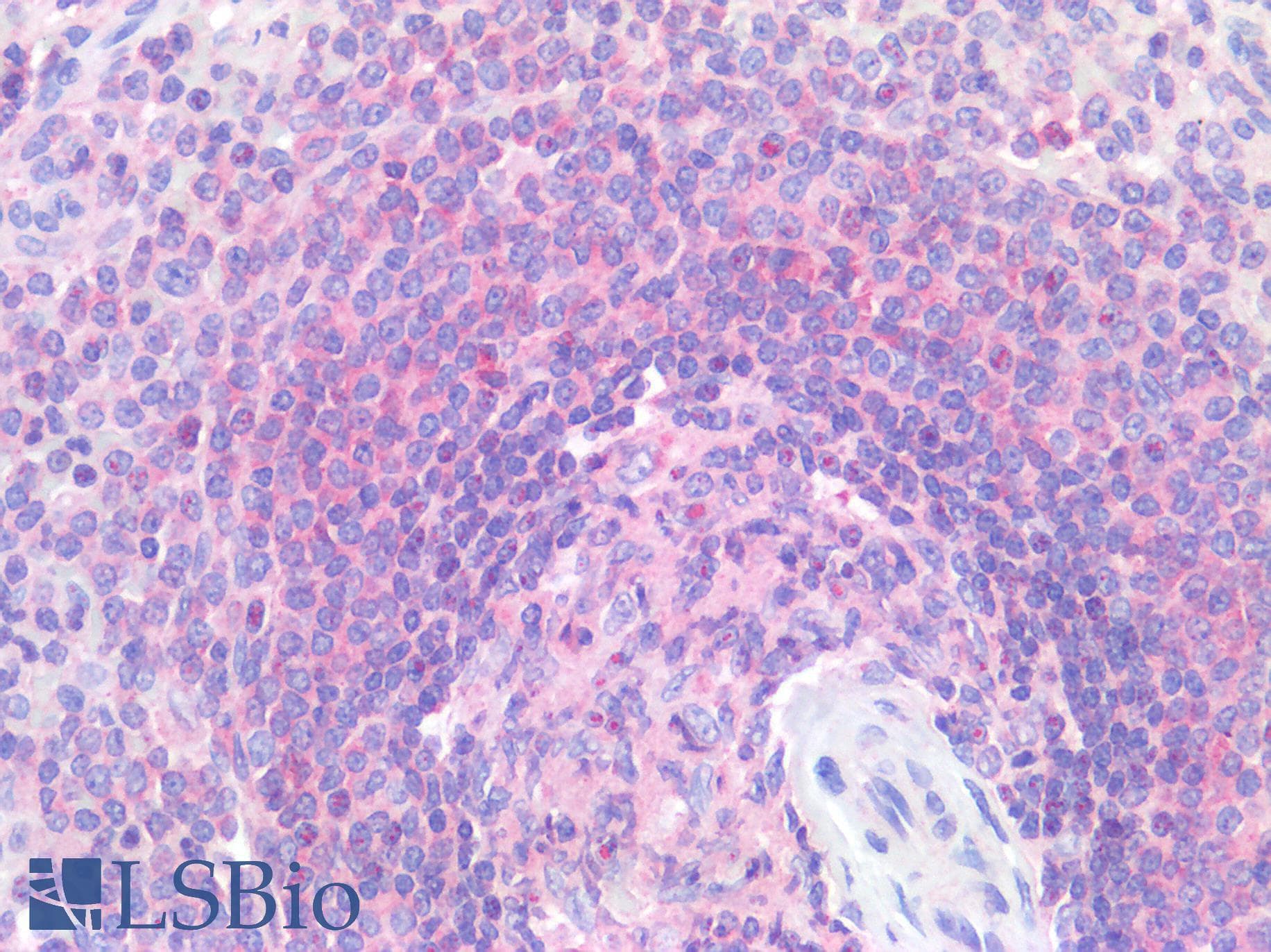 IHC-plus™ CD33 Antibody