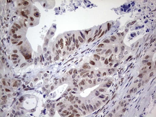 C14orf166 Antibody (clone OTI4B1)