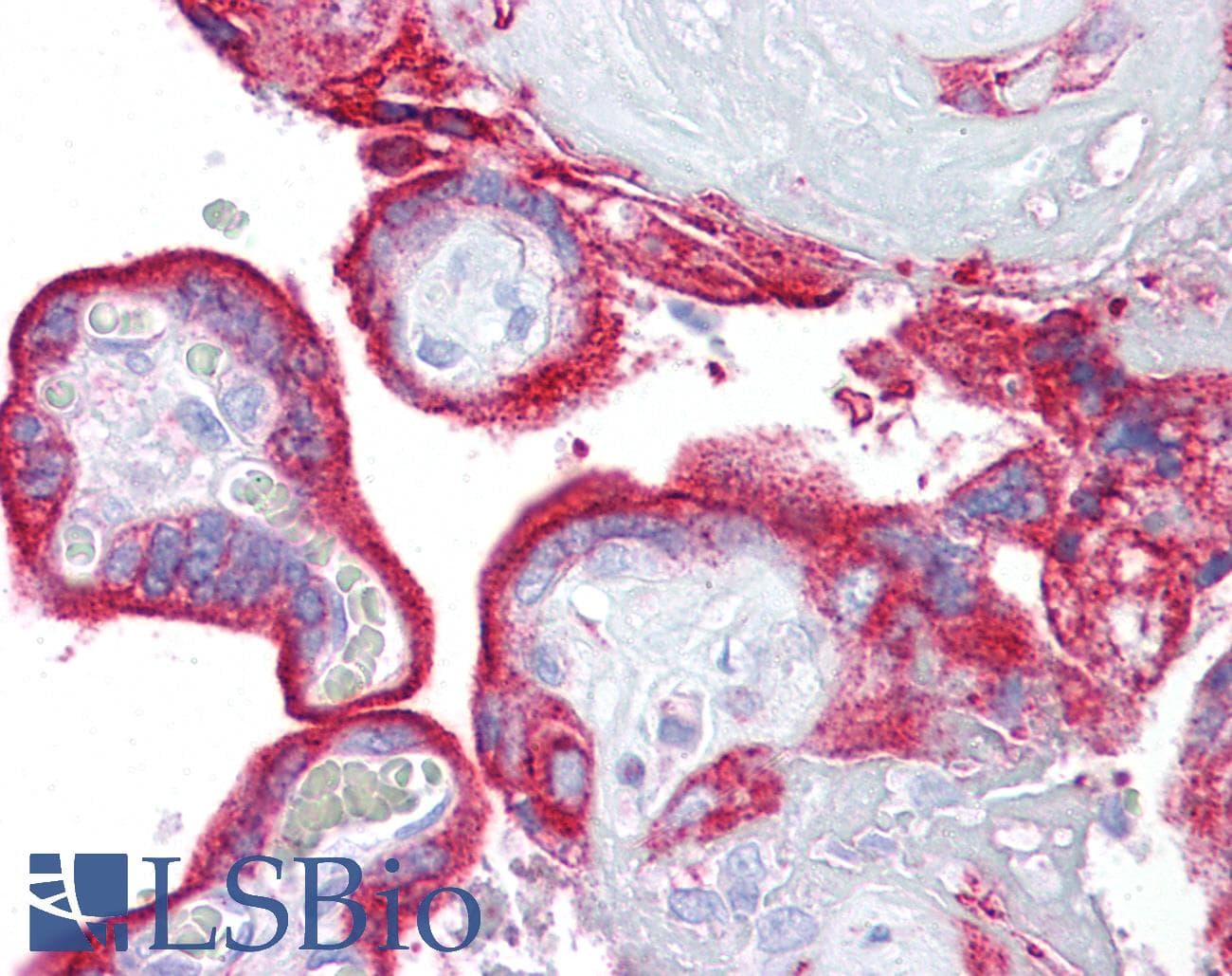 IHC-plus™ KL / Klotho Antibody