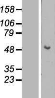 KRT15 / CK15 / Cytokeratin 15 Protein (Over-Expression Lysate Myc-DDK (Flag))